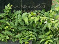 1-08 Kissárosi Kiss József